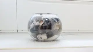溶けやすさレベル１０の液体ねこ。-Liquid Maru with level 10 of meltability.-