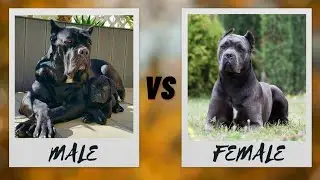 Male vs Female Cane Corso: Unveiling the Differences and Best Traits