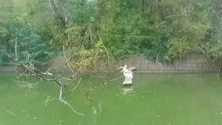 Can You Spot All the Animals?