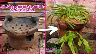 Reviving an Old Kiln for Unique Orchid Cultivation 