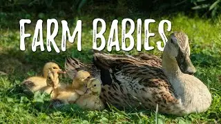 FARM BABIES//Mama Duck and Mama Hen hatch their babies
