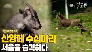 서울 도심을 습격한 산양떼 수십마리...?! 알고보니 멸종위기라고? I KBS 아마도 마지막존재 211013 방송
