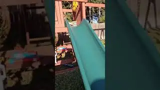 Shark going down a slide in a fish tank !! #shark #shorts #short