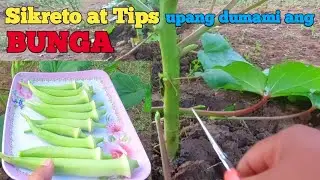 paano mag pruning ng okra upang mas marami ang ibubunga