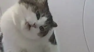 Cat in screen 3D VR 180 4K