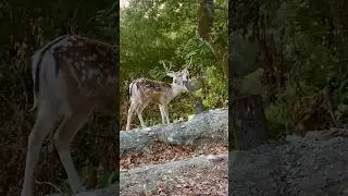 Какой пенёк интересный 🙂 