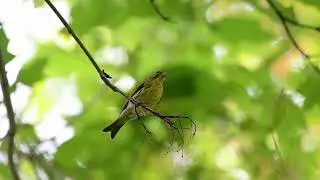 European Serin (Serinus serinus) Perched on a Branch