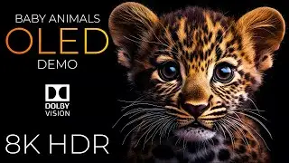 Baby Animals OLED Demo HDR 8K Ultra HD Dolby Vision™ 60fps