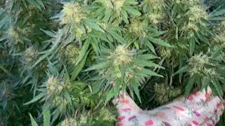 Outdoor Garden update broken arm part two￼