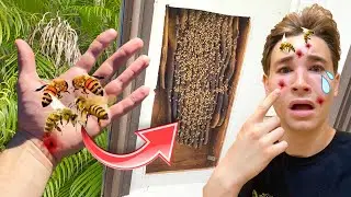 REMOVING 100,000 LIVE BEES GONE WRONG ! I GOT STUNG....BAD !