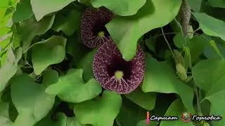 Донецкий ботанический сад осенью.