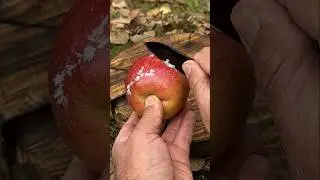 Survival Skills: Wax Firestarter from an Apple and a Broken Lighter. #survival #lifehacks #camping