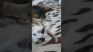 КРАСОТКА