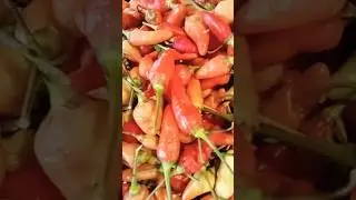 RAWIT PALING PEDAS SEDUNIA#organic #rawit