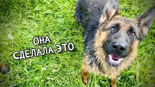 НЕМЕЦКАЯ ОВЧАРКА ВПЕРВЫЕ ПЛАВАЕТ