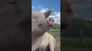 PIG CRACKS ASMR 🐖 Animal Chiropractor