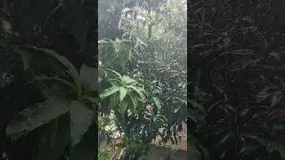 #barish #rain #water #weather #viral #foryou #amazing #nature #love #happy #satisfying #youtube #bts