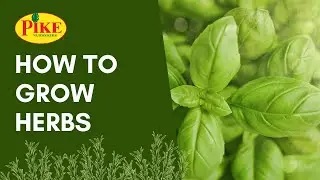 Basics of Growing Herbs