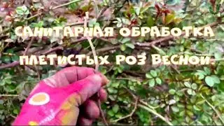 Санитарная обработка плетистых роз весной. Питомник растений Е. Иващенко