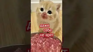 Про кота 9.0 #shorts #cat  #funny #юмор