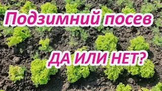 Посев овощей под зиму.Почему я вижу  больше минусов,чем плюсов.Интересный опыт посева базилика.