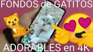 🐈📳 Como PONER  FONDOS de PANTALLA de GATITOS TIERNOS en HD y 4K FÁCIL y RÁPIDO