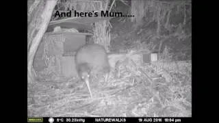 Cutest Kiwi Chick