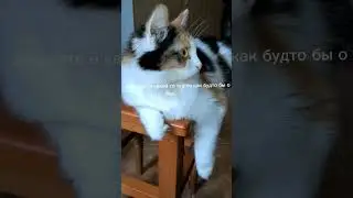 Обед будет? #кот #cat #жизнькота #littlecat #киса