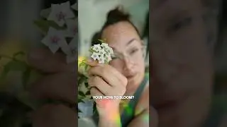 How to get Hoya flowers - and tell me which ones you got to bloom! #hoyaflower #hoyabloom #hoyacare