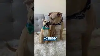 До слез: реакция хозяев на посмертную игрушку животных