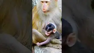 Whoa, the baby monkey looks really cute!