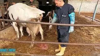 YAŞLI İNEKLERİN HASTALIKLARI BİTMEZ  