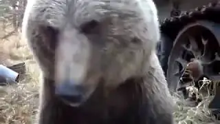 Добродушный медведь в дикой природе.Россия дикая природа