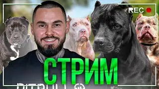 BullyPitTime в прямом эфире!