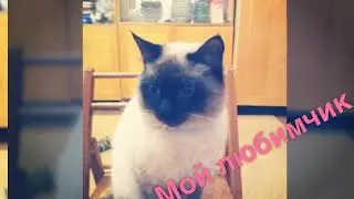 Кот Лимон