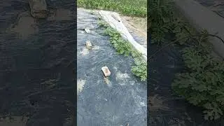 Вирощування кавунів