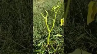 Overwintering pepper plants 