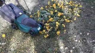 ГА3ОНОКОСИЛКА Как я измельчала  бархатцы доступным способом..