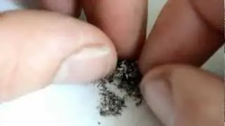 Утопленница
