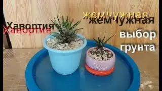Хавортия жемчужная   пересадка, грунт Haworthia pearl transplant, ground