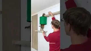 How I Shoulder Trained My Cat 🐈 