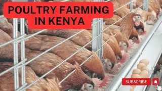 POULTRY FARMING IN KENYA