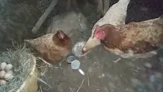 Чистильщики! Уборка за цыплятами))
