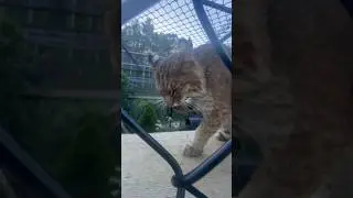 Manka bobcat makes the funniest noises 😆