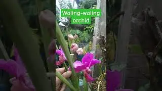 Love it waling waling orchid