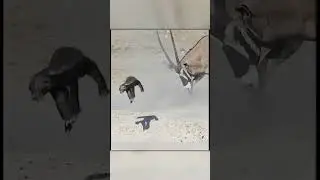 Honey Badger vs. Antelope