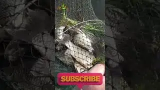 НАШ УЛОВ за СЕГОДНЯ🎣🐋🐳🐡💦👀