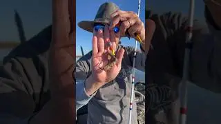 Winning Sturgeon Bait of The Day 