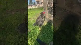Asil hint horozu soyu dev çocuk sahaya iniyor 🐓#subscribe #shortvideo #aseel #hinthoroz