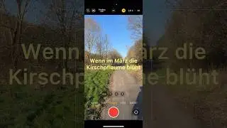 Wenn im März die weissen Bäume blühen